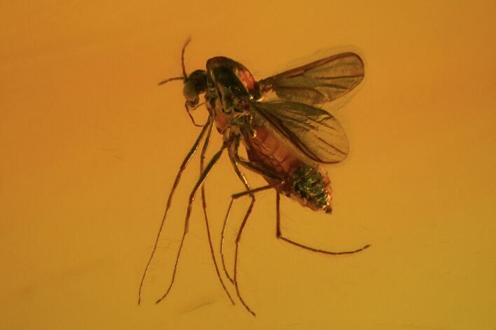 Fossil Fly (Diptera) In Baltic Amber #84638
